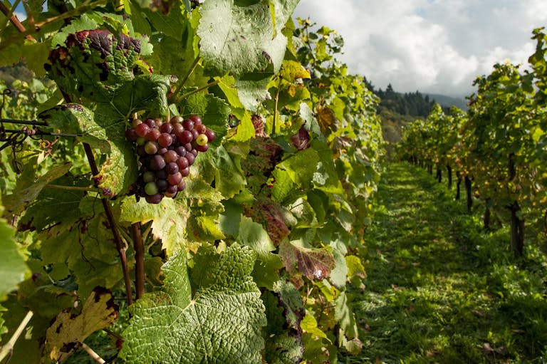 A vibrant vineyard with ripening grapes and lush foliage under bright daylight.