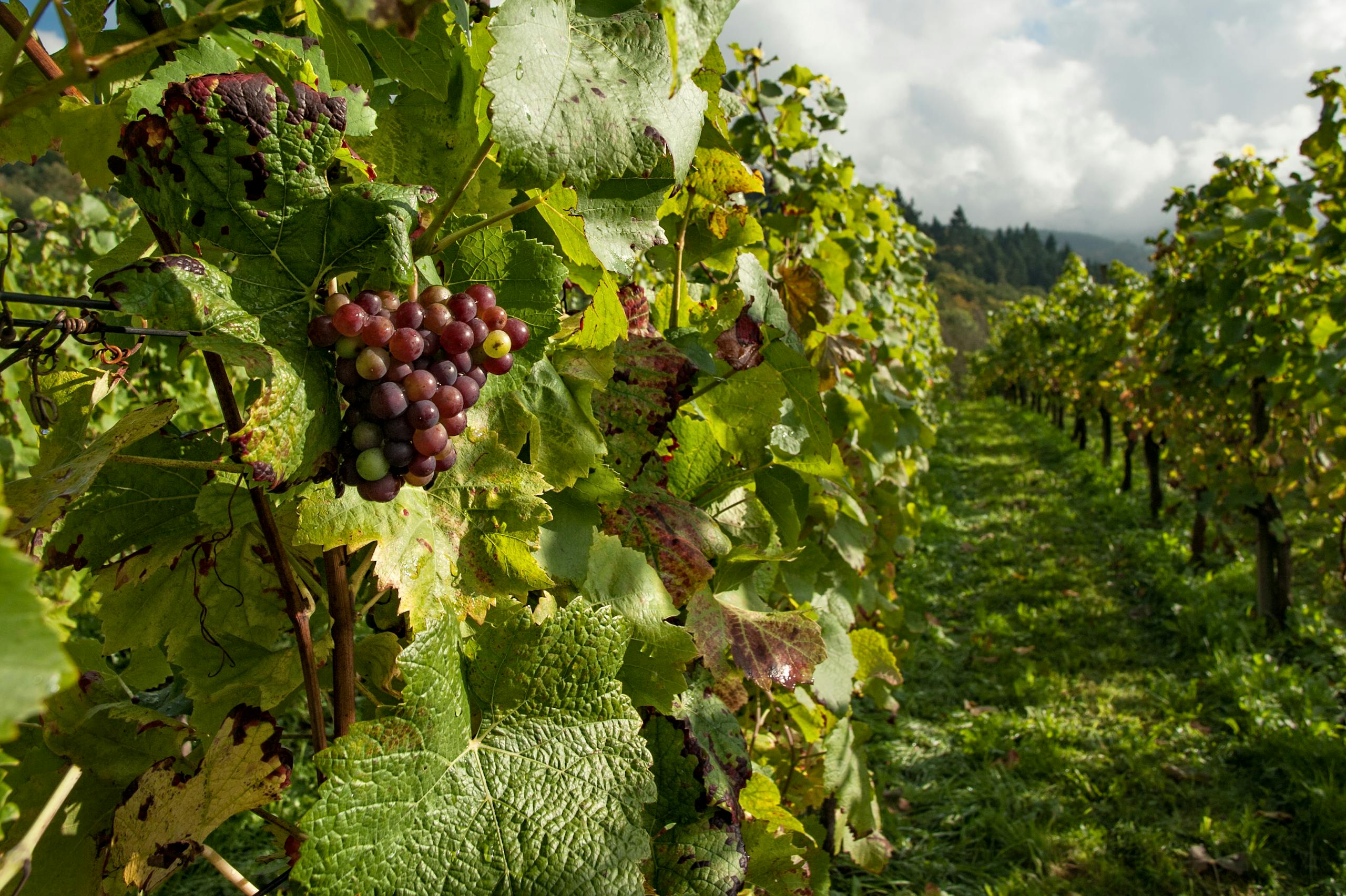 A vibrant vineyard with ripening grapes and lush foliage under bright daylight.